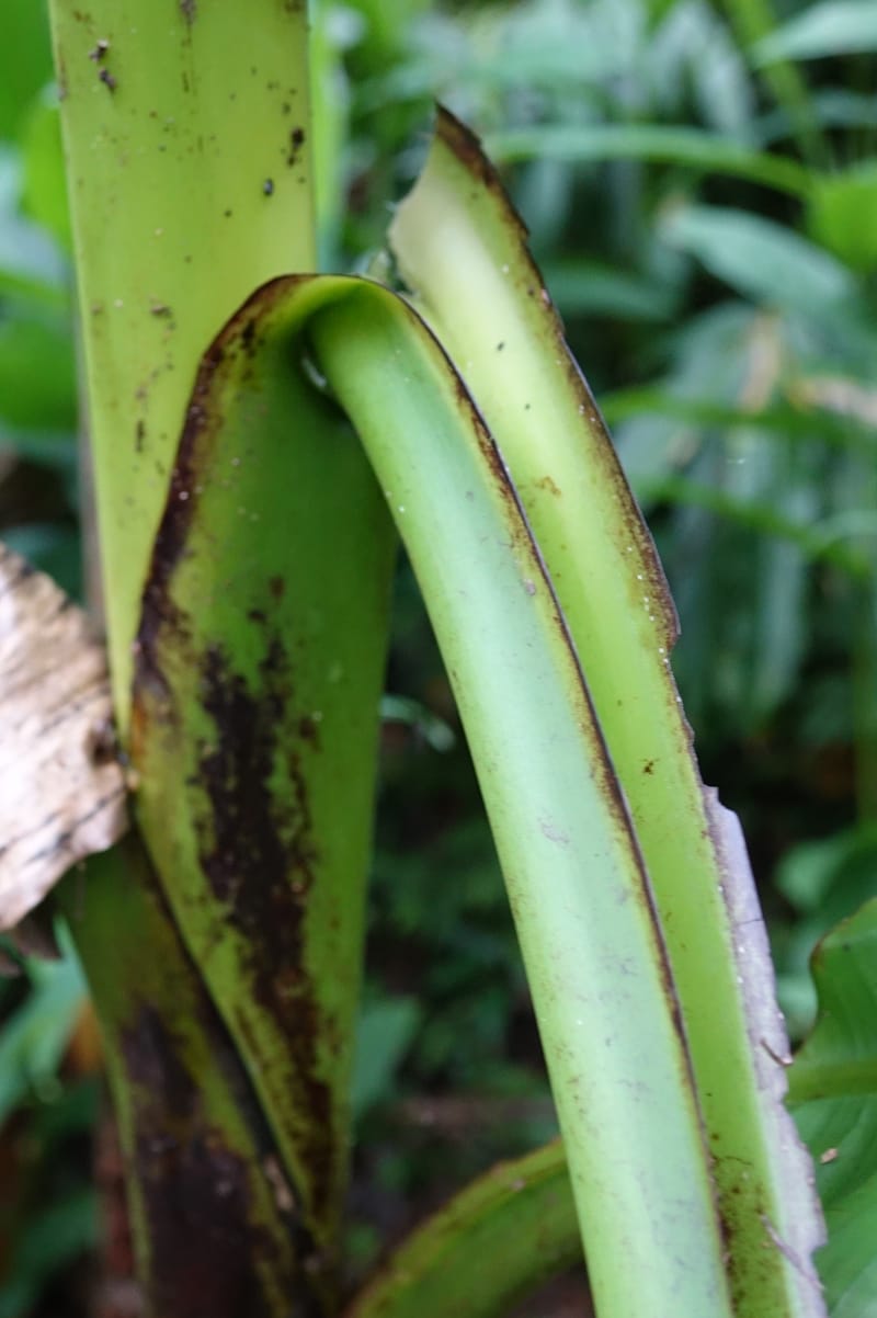 Musa formosana, Chung Kuo-Fang 3351--Taiwan. Wulai Distr. Wulai village. Hsing Hsian Trail. 19 May 2016. DSC03046 (160).JPG