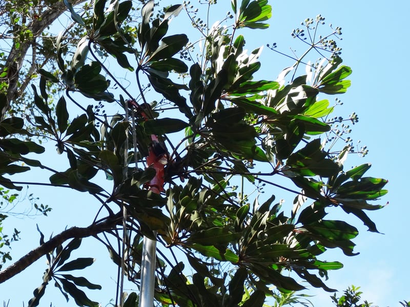Plerandra polydactylis, Lowry, P 7420--New Caledonia. PinPin. 20 Nov 2015. DSC03938 (100).JPG