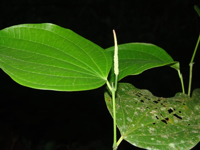 Piper reticulatum, AAraujoM1603--Bolivia. Pq. Nac. Madidi. Laguna Chalalan. 26 Nov 04. 743.jpg