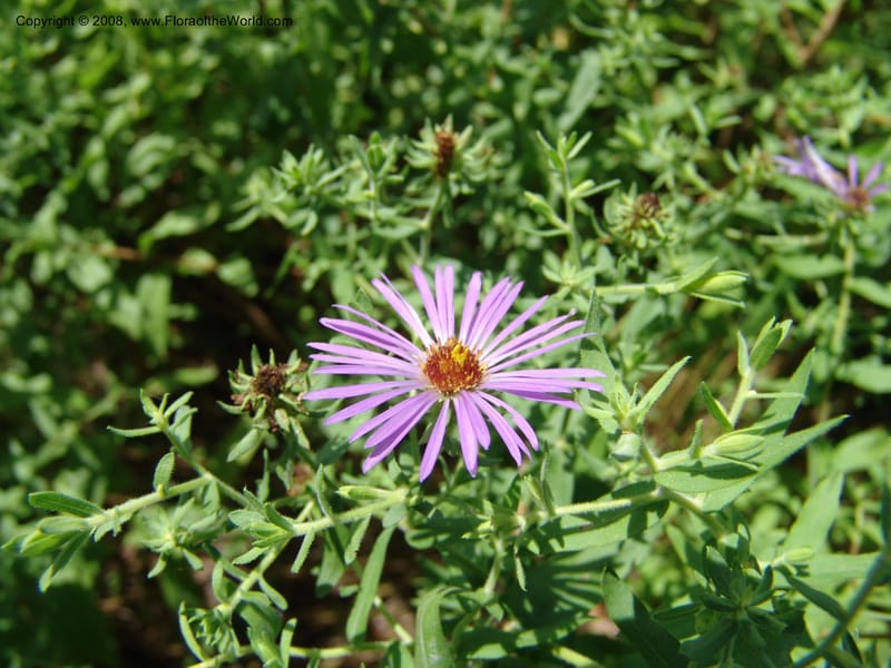 Symphyotrichum oblongifolium--TX. Johnson Wildflower Center. 13 Jun 04. 001.jpg