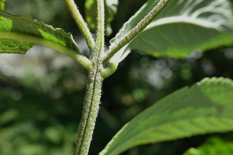 Elsholtzia fruticosa, C. Davidson 13758--China. Sichuan. Yibailingba-gou. 12 Aug 2017. DSC04660 (574).JPG