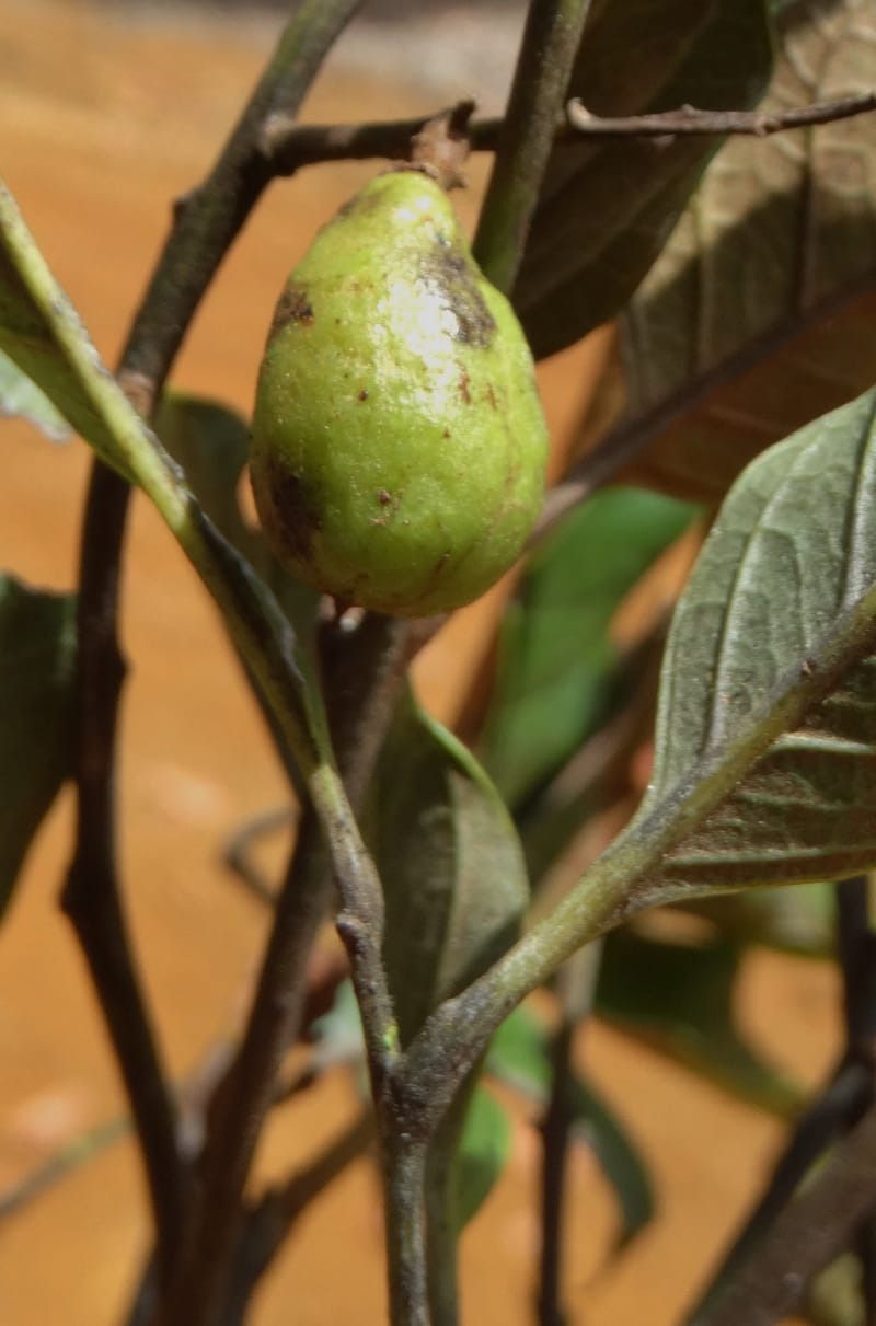 Lepidocupania lepidota, Callmander, M 1239--New Caledonia. Mont Dzumac. 12 Nov 2015. DSC01563 (337).JPG