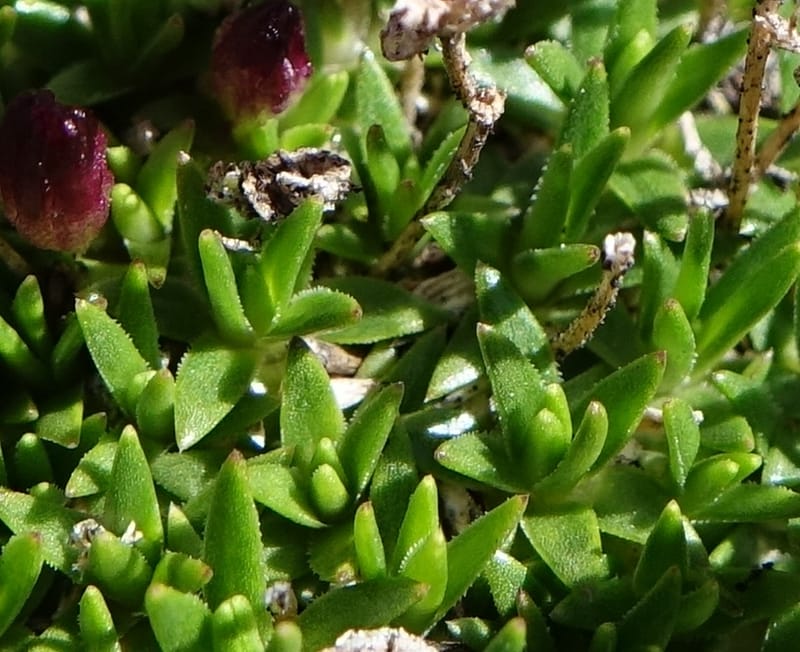 Silene exscapa, Callmander, M 1279--Switzerland. Furkapass. 1 Jul 2016. DSC06826 (167).JPG