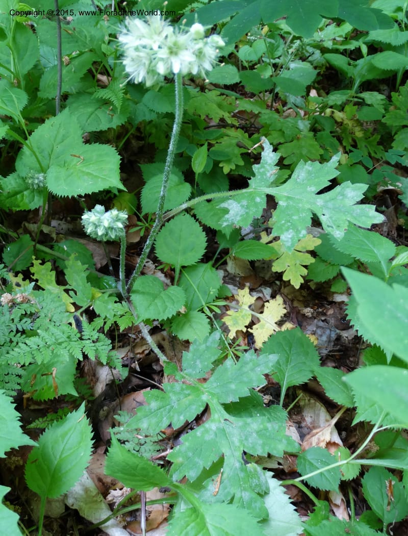 Hydrophyllum macrophyllum, Davidson, C 13025--North Carolina. Haywood Co. Pigeon R. 16 May 2015. DSC05923 (101).JPG