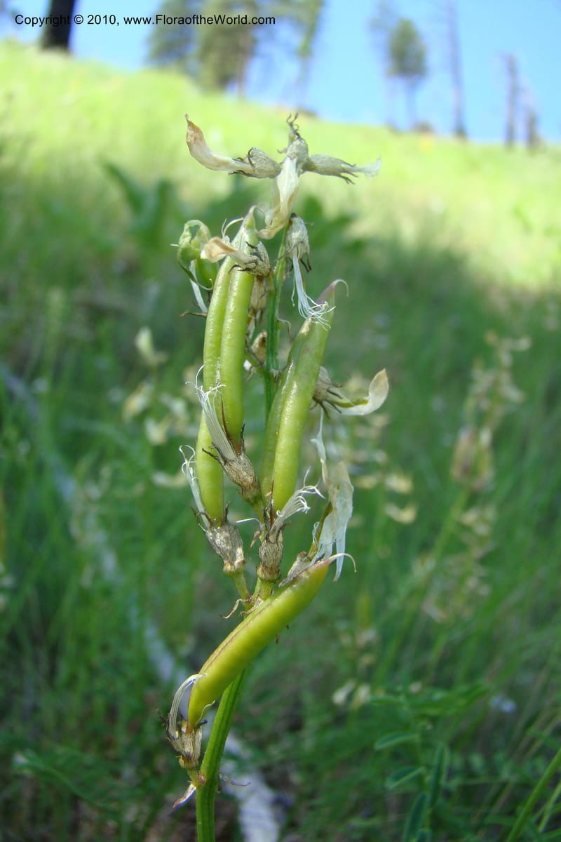 Astragalus stenophyllus, C. Davidson 11368--Idaho. Idaho Co. Salmon River. Polly Bemis Ranch. 27 May 2009. 176.jpg