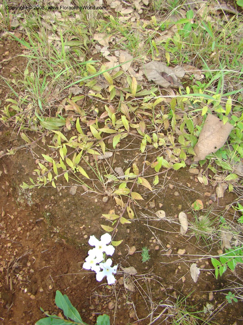 Cycnium adonense, RGereau7033--Tanz. Mbeya Rural Distr. Utengule Coffee Lodge. 26 Jan 08. 301.jpg