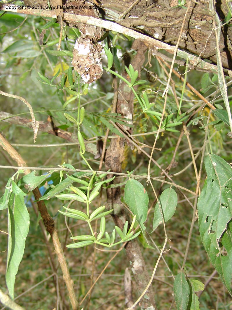 Peperomia bopiana, AraujoM2901--Bolivia. F. Tamayo. Rio Machariapu. 17 Sep 06. 135 (1).jpg