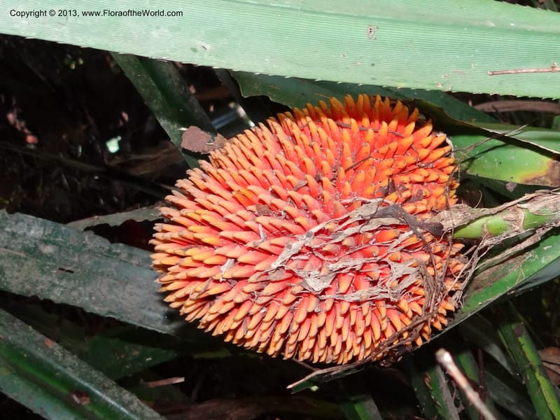 Pandanus fusinus, Callmander 1006--Sarawak. Gunong Fairy. 27 Mar 2012. DSC05525 (7).JPG
