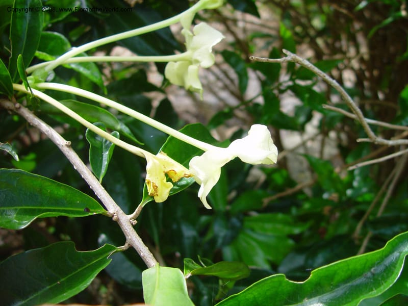 Brunfelsia undulata--FL. Fairchild Tropical Gard. 8 Apr 03. 044.jpg
