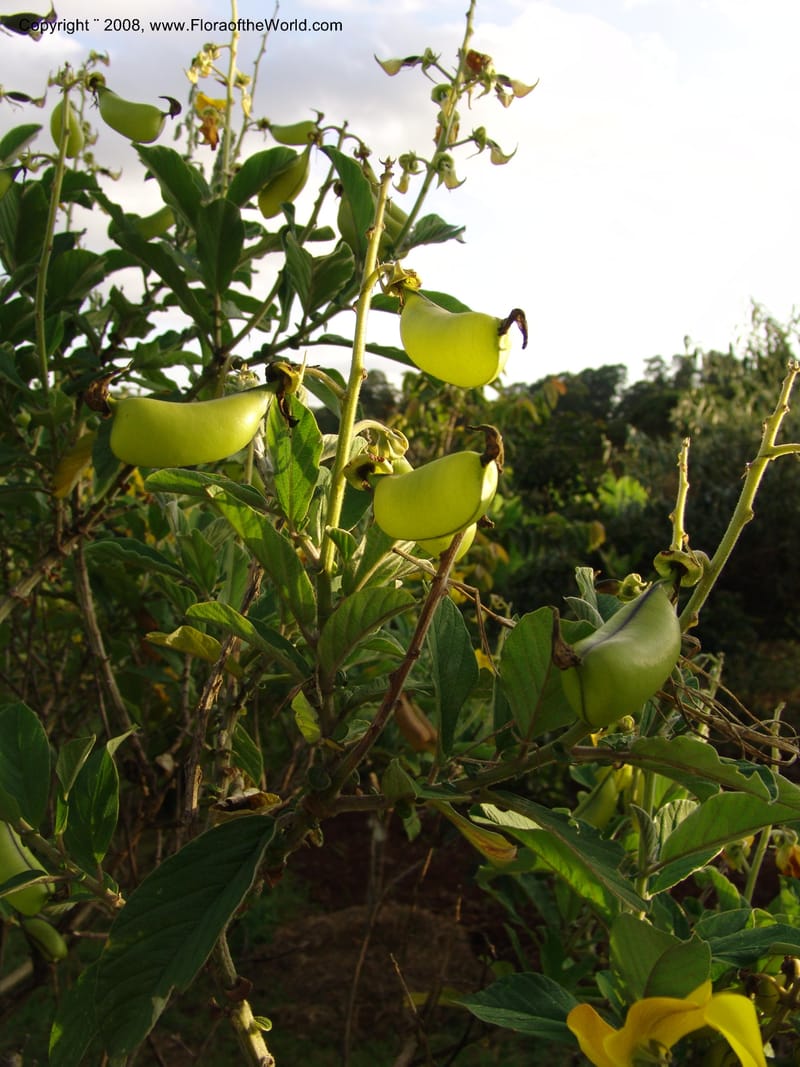Crotalaria--Kenya. Brackenhurst Bot. Gard., Limuru.  26 Jun 04. 046.jpg