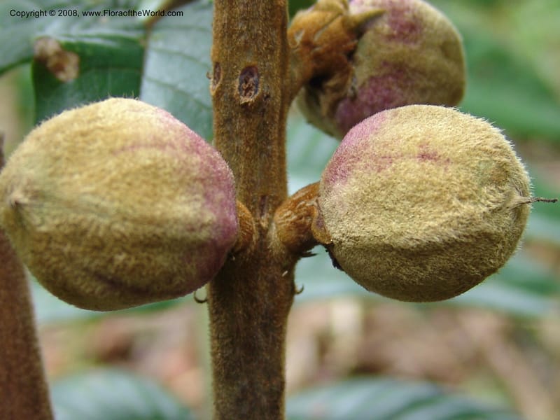 Bersama abyssinica ssp paulinioides, RGereau6880--Tanz. Nawenge For. Res., Mahenge. 20 Feb 06. 033.jpg