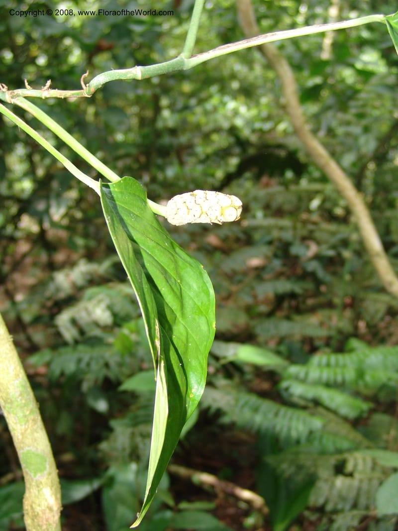 Monstera, RVasquez33048--Peru. Pillcopata. Qbda Sachavacayoc. 29 Oct 07. 088.jpg
