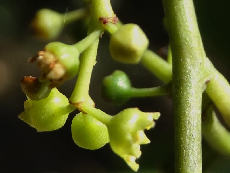 Ventilago, Bruy, D 114--New Caledonia. Tina. 10 Nov 2015. DSC00610 (141).JPG