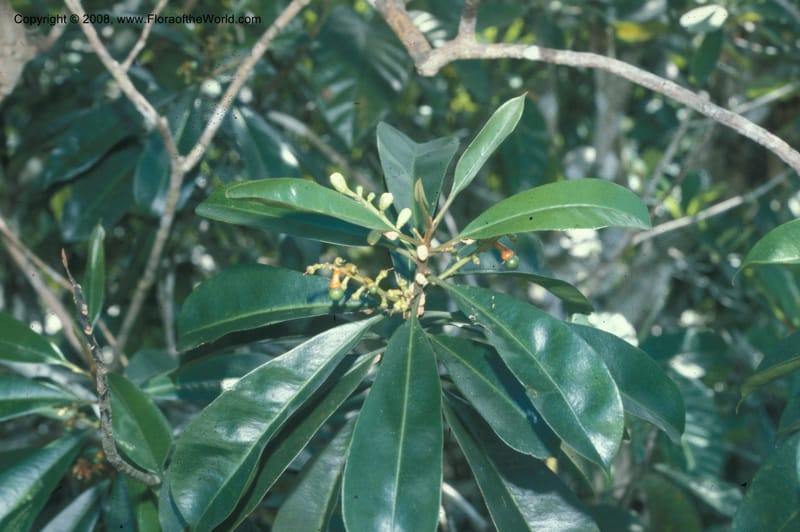 Rhabdodendron amazonicum, CDavidson10599--Brazil. Para. Rio Mapuera. 30 Jun 80. 002A.jpg