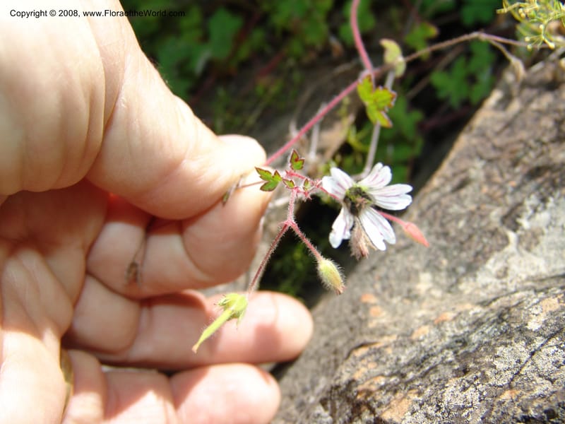 Geranium wakkerstroomianum--So.Africa. E. Cape. R58 SE of Barkly East.10 Mch 05. 193.jpg