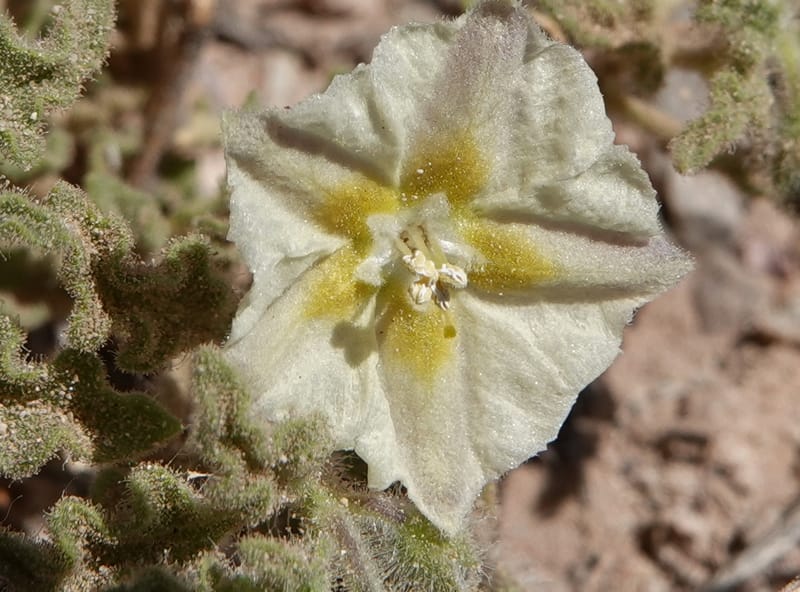 Chamaesaracha sordida, C. Davidson 13996--AZ. Cochise Co. Geronimo Trail Rd. 10 Apr 2019. DSC07357 (44).JPG