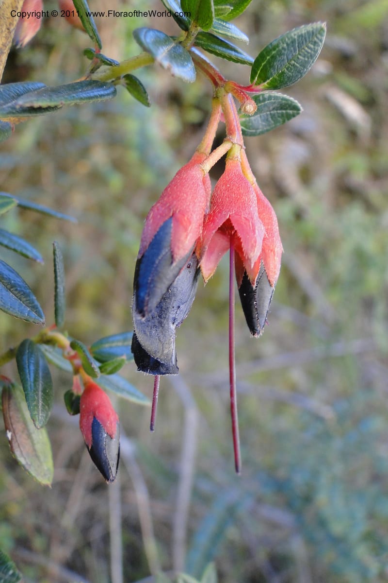 Brachyotum alpinum, Ulloa 2084--Ecuador. P. N. Sangay. 6 June 2011. 309 (5).jpg
