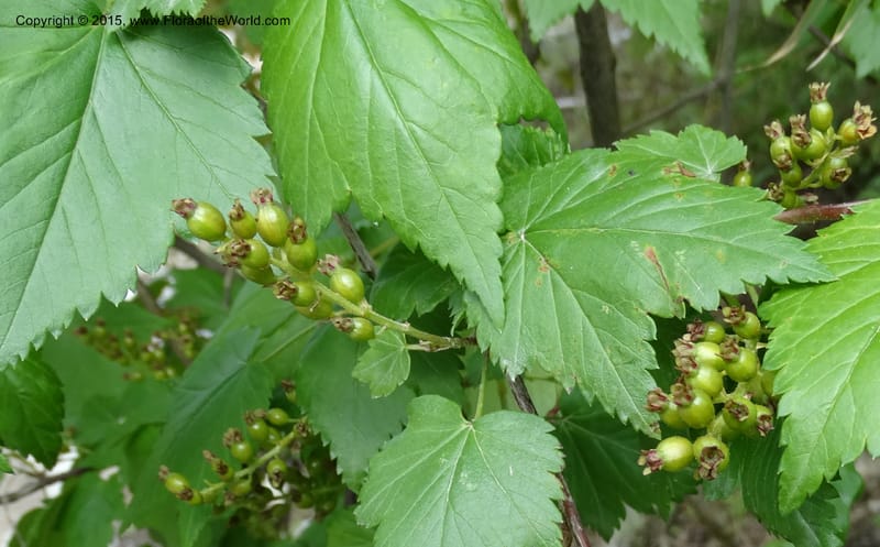 Ribes, Boufford, D 43667--China. Sichuan. GuoBaYan, HanBaiYu Shan. 12 May 2014. DSC05373 (245).JPG