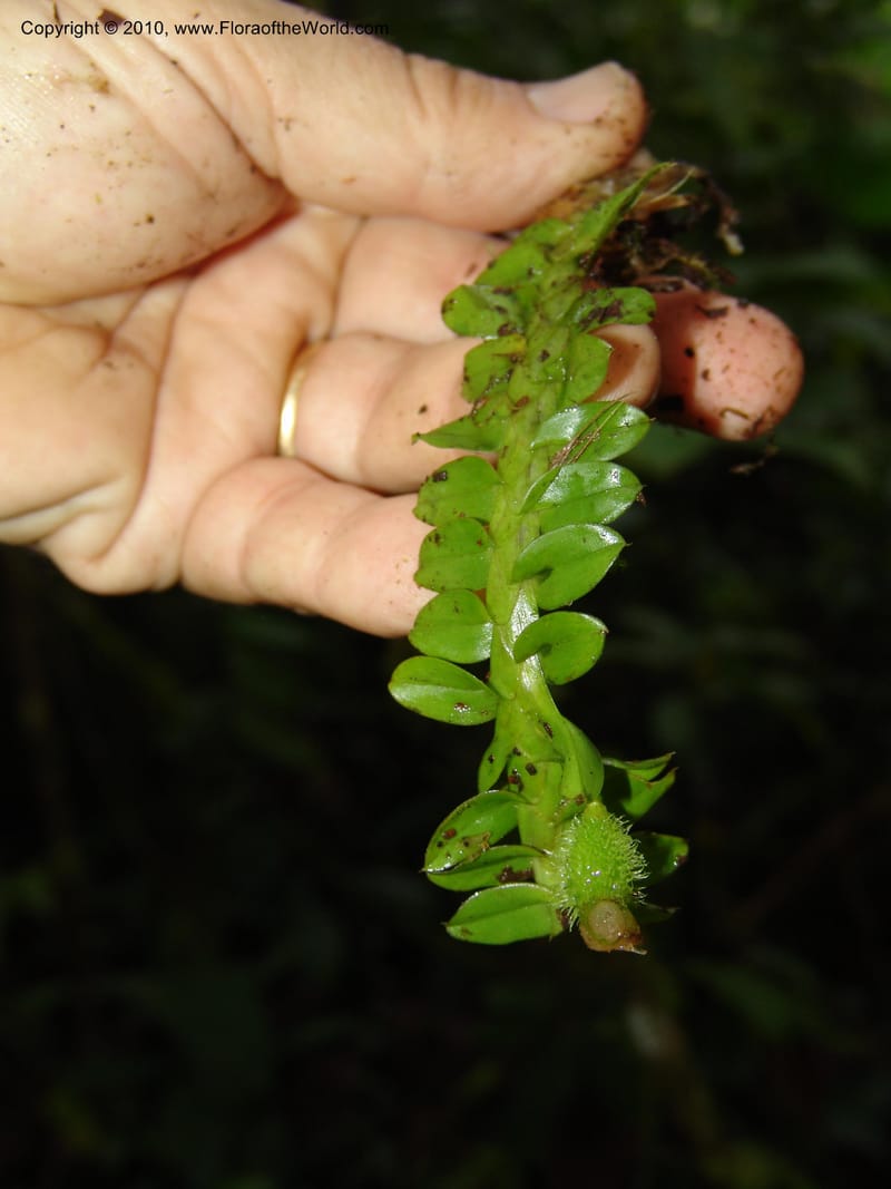 Dichaea, Croat 95916--Ecuador. Maquipucuna Biol. Res. Send. al Humedal. 14 Mar 06. 232 (1).jpg