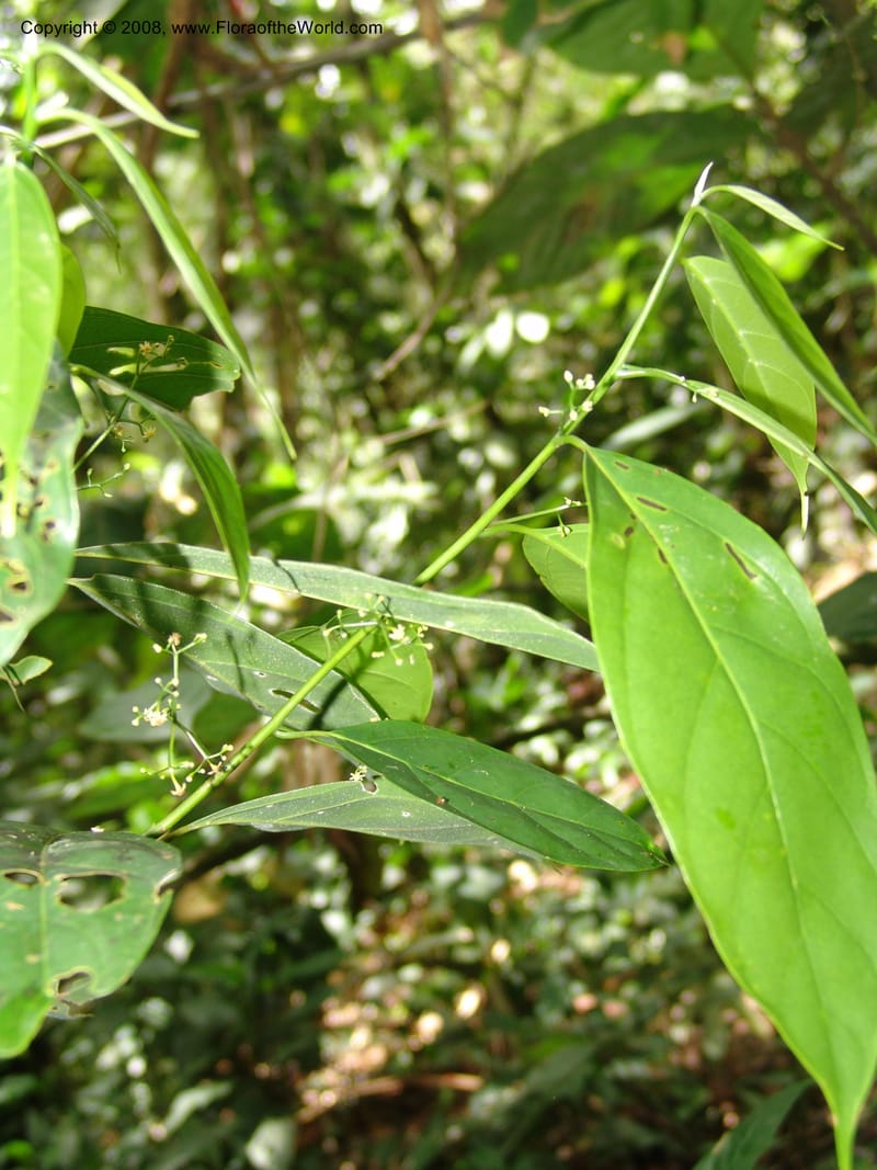Ocotea, RVasquez33045--Peru. Pillcopata. Qbda Sachavacayoc. 29 Oct 07. 051.jpg