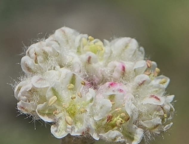 Eriogonum thymoides, C. Davidson 13549--ID. Blaine Co. Rock Creek Preserve. TNC. 13 May 2017. DSC00171 (184).JPG