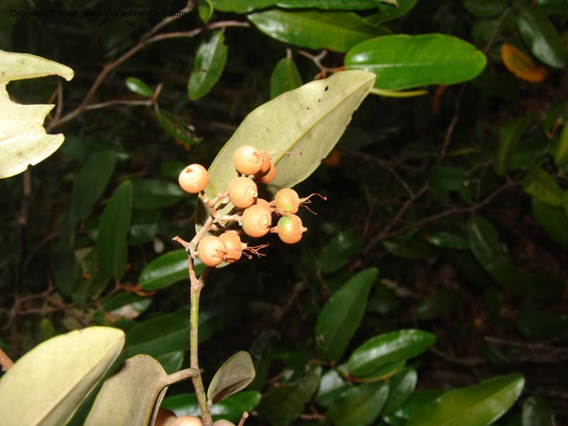 Sarcolaena, not coll.  --Madag. Prov. Toliara. Mandena Centr. Res. Ecol. 18 Jan 06. 256.jpg
