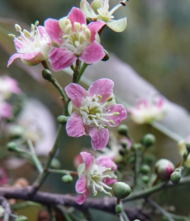 Delavaya toxocarpa, D. Boufford 44087--China. Yunnan. Xinshao Village. 28 Apr 2018. DSC00001 (30).JPG