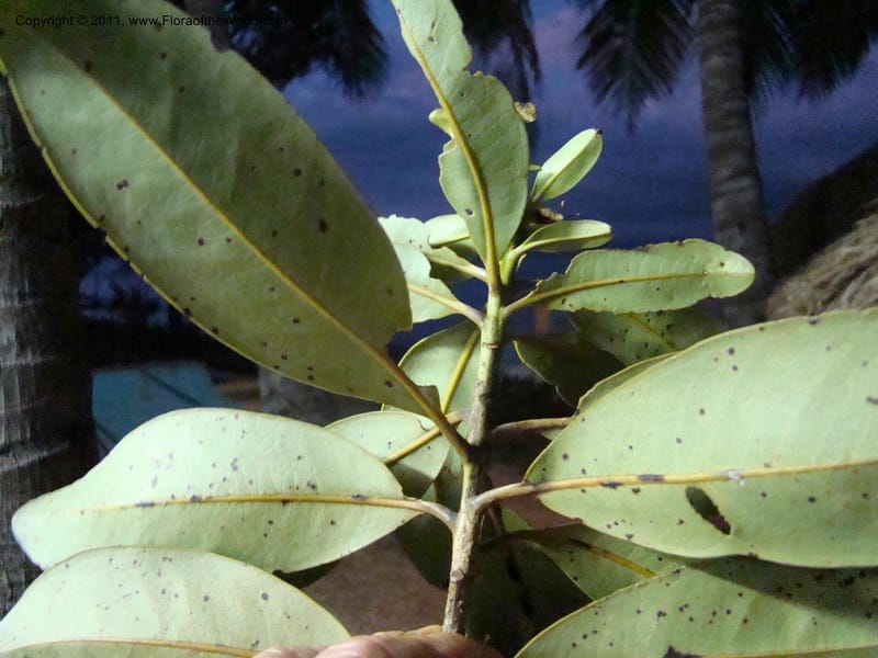 Xanthostemon,  Munzinger, J 4732--New Caledonia,  Prov du Nord, Mine de Poum, 12 Nov 2007,  084 (4).jpg