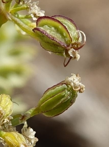Cymopterus glaucus, C. Davidson 13559--ID. Blaine Co. Rock Creek Preserve. TNC. 14 May 2017. DSC00477 (49).JPG