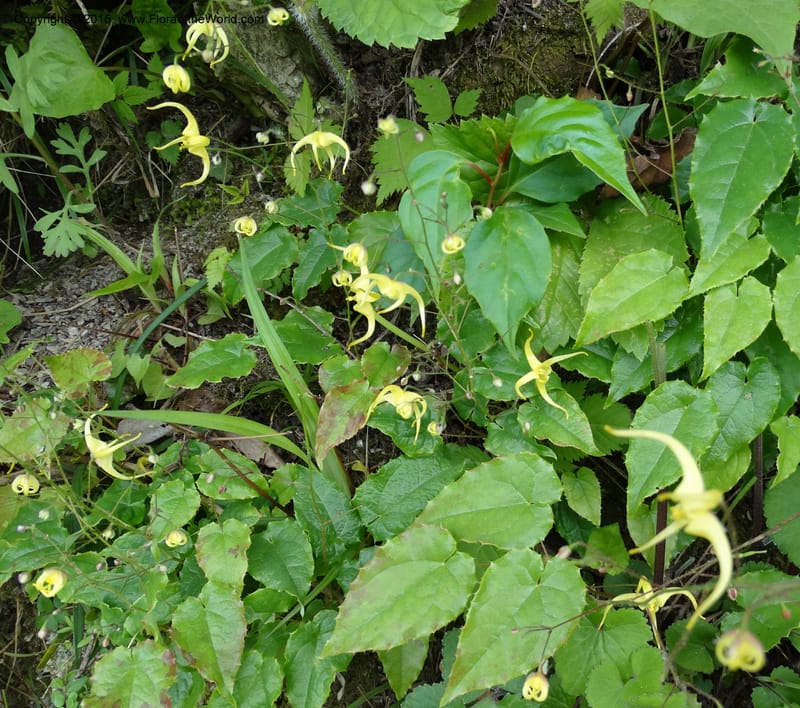 Epimedium, Boufford, D 43586--China. Sichuan. Tudiling Tunnel. 6 May 2014. DSC03860 (187).JPG