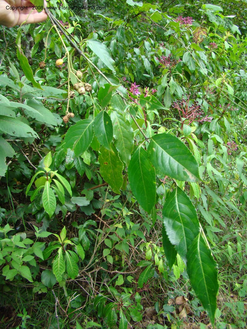 Turpinia occidentalis, NMartinezM2410--MX. Chiapas. Cta. Guapilla-Tapalapa. 13 Sep 08. 192.jpg