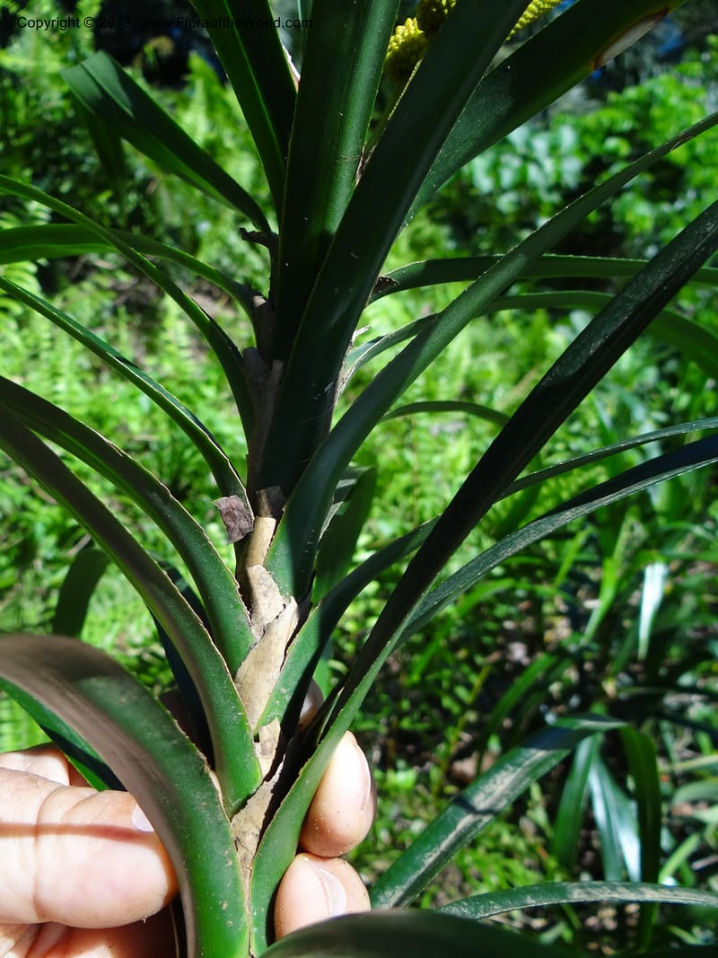 Freycinetia robinsonii var. meijeri, Callmander 1031--Malaysia. Sabah. Tahan Niaga Plantation. 8 Apr 2012. DSC07609 (49).JPG