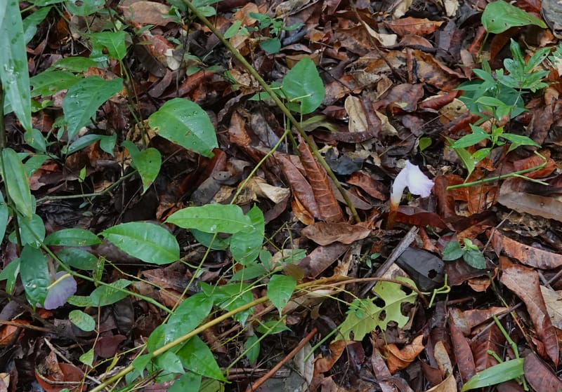 Aframomum, C. Davidson 13951--Gabon. Mondah. Arb Raponda Walker. 4 Nov 2018. DSC01949 (175).JPG
