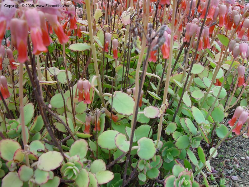 Kalanchoe laxiflora. 54.1453.--CA. UC Berkeley Bot. Gard. 11 Feb 03. 072.jpg