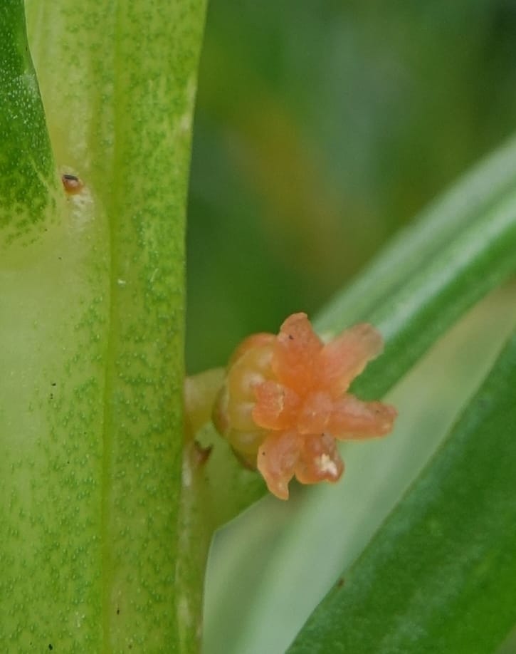 Gyrostemon sheathii, Davidson, C 13516--Australia. W.A. Torndirrup N.P. Frenchman Bay Rd. 30 Oct 2016. DSC06898 (42).JPG