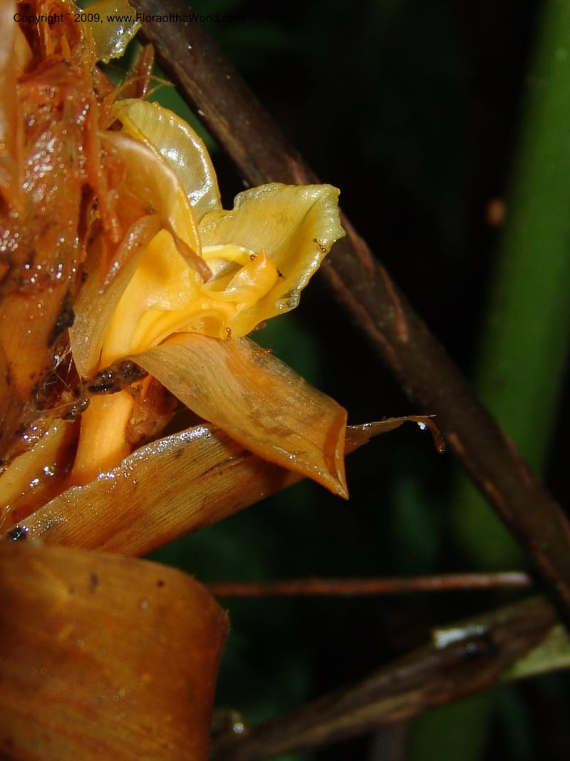 Calathea, Croat94421--Ecuador. Prov. Pichincha. Res. Guaycuyacu. 10 Feb 05. 223.jpg