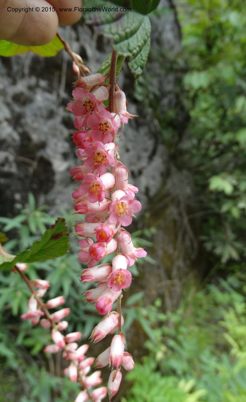 Neillia thibetica, Boufford, D 43710--China. Sichuan. LongDongZhen on Rd. to LeiYuan Shan. 13 May 2014. DSC05860 (11).JPG