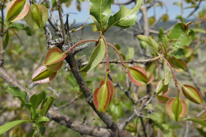 Combretum apiculatum, L. Nanyeni 1249--Namibia. Pepperkorrel Farm off D1472. 27 Mar 2018. DSC03632 (96).JPG