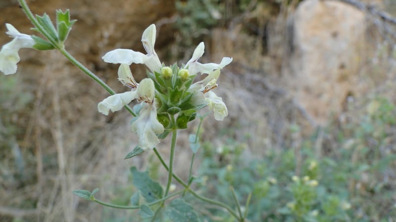Stachys ballotiformis, A. G. Miller 132.11--Iraq. Kurdistan. Shakh-i Pira Magun. Gueza Khan. 11 June 2010. 089 (7).jpg