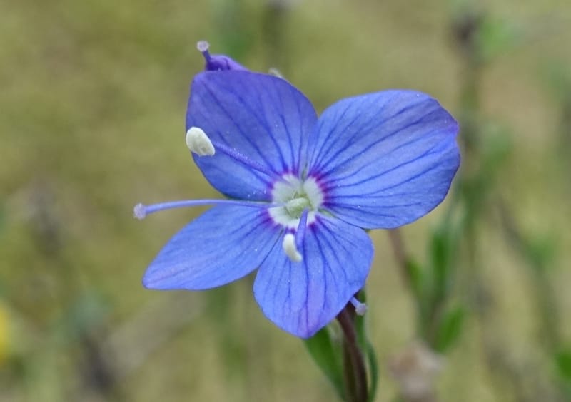 Veronica fruticans, Davidson, C 13254--Switzerland. Oberwald. Chapel St. Nikolas. 2 Jul 2016. DSC07728 (444).JPG