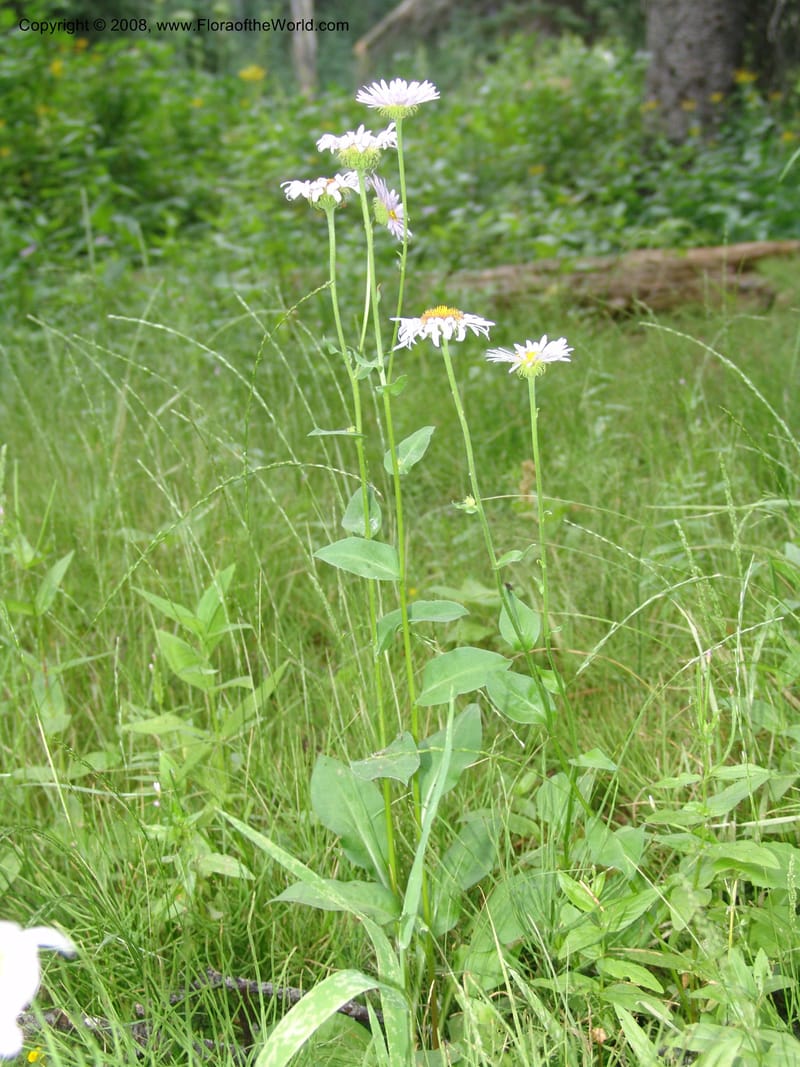 Erigeron peregrinus, CDavidson11118--ID. Adams Co. For. Serv. Rd. 453, to Goose Lk. 20 Jul 07. 201.jpg