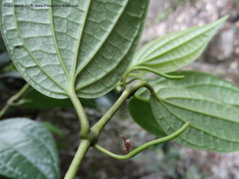 Piper, Davidson, C 12647--Sabah. G. Silam. 1 Oct 2014. DSC00937 (123).JPG