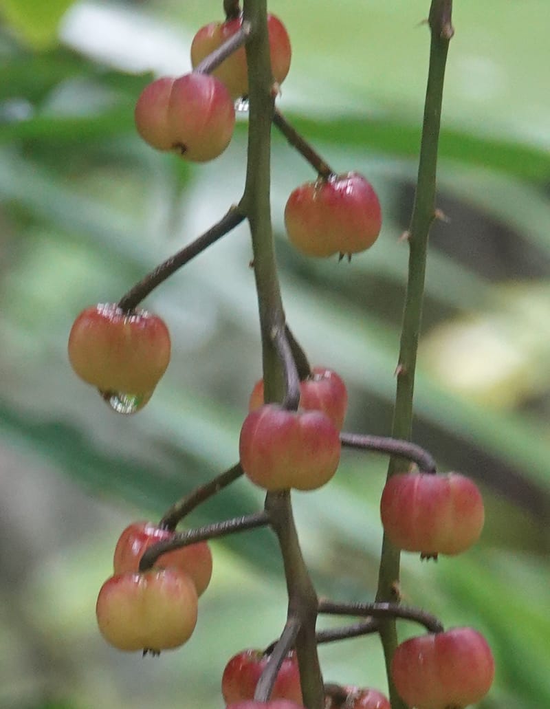 Thecacoris, C. Davidson 14074--Gabon. Raponda-Wallker. 28 Oct 2019. DSC02420 (52).JPG