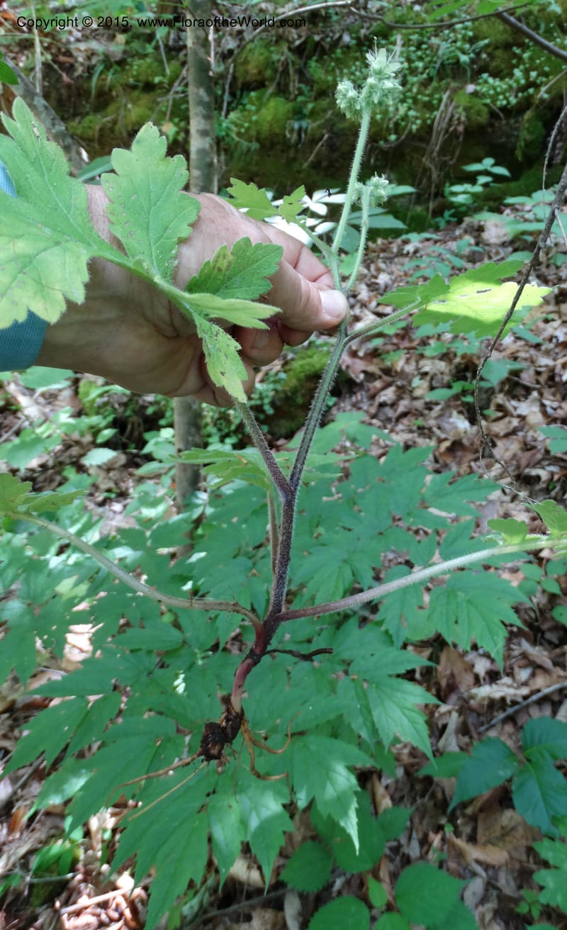Hydrophyllum macrophyllum, Davidson, C 13025--North Carolina. Haywood Co. Pigeon R. 16 May 2015. DSC05923 (96).JPG