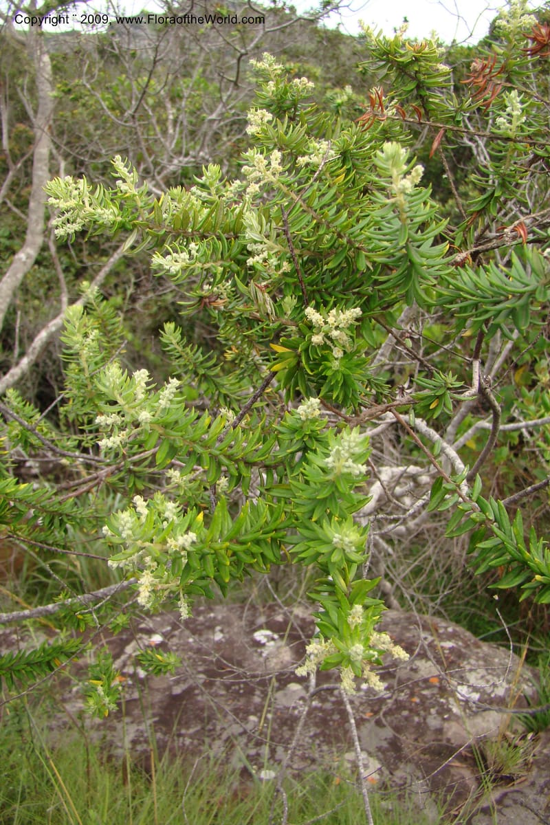 Phylica paniculata, Z. Rogers 1336--South Africa. Umtamvuna N. R. 26 Jan 09. 123.jpg