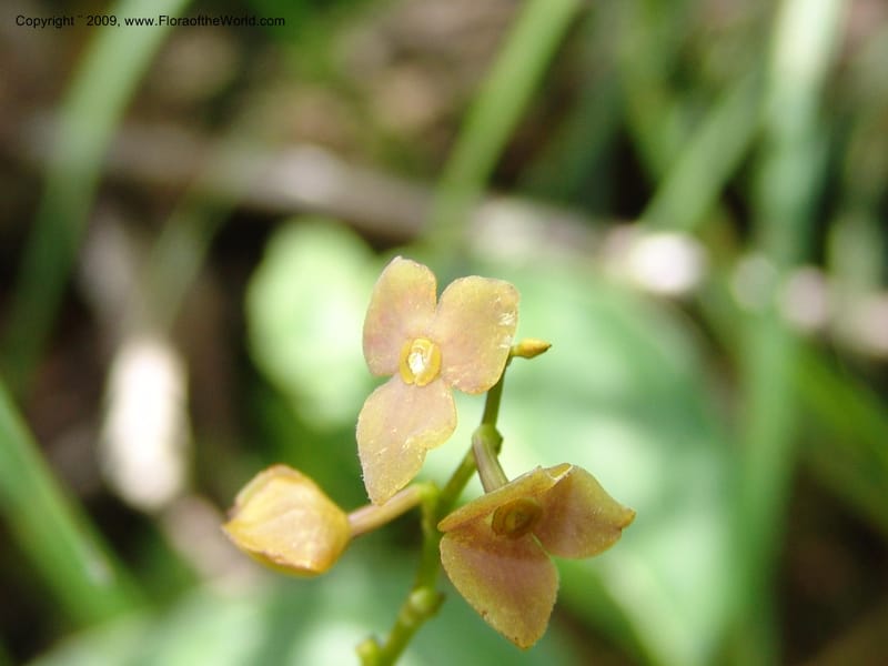 Stelis, DNeill15933--Ecuador. Prv. Zam. Ch. C del Condor. Wawaime plot. 22 Sep 07. 337.jpg