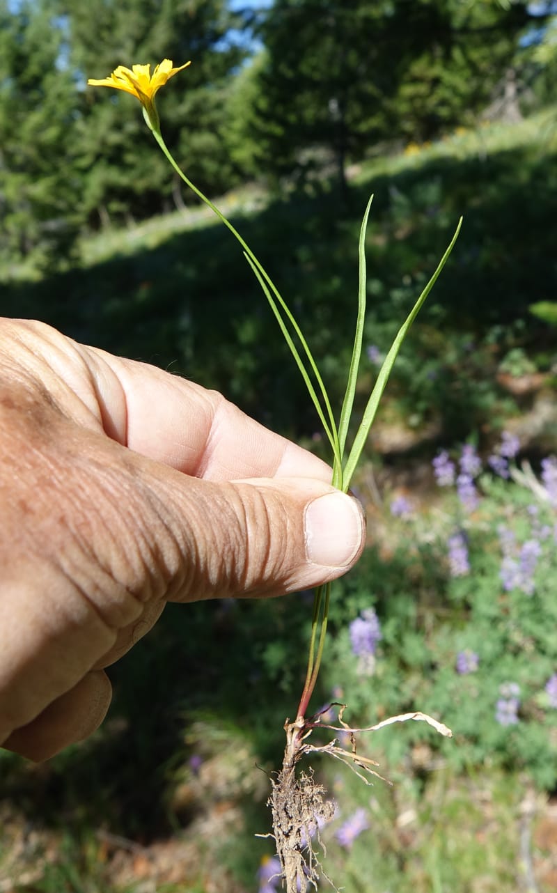 Microseris nutans, C. Davidson 13699--ID. Idaho Co. Road to Smith Knob L.O. 11 July 2017. DSC03081 (128).JPG