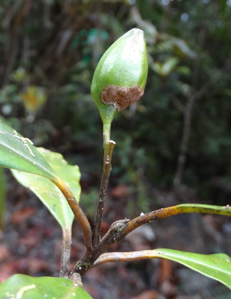 Cryptocarya phyllostemon, Munzinger, J 7408--New Caledonia. Mont Dzumac. 12 Nov 2015. DSC01563 (253).JPG
