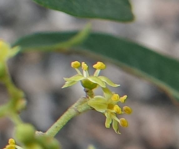 Schinus areira, Fortunato 13200--Argentina. Hwy 150 S of San Augustin. 9 Feb 2018. DSC09845 (68).JPG
