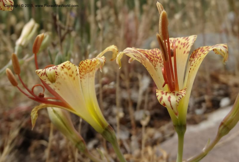 Alstroemeria versicolor, Davidson, C 12826--Chile. Ruta J-55 east of Talca. 27 Nov 2014. DSC08682 (132).JPG